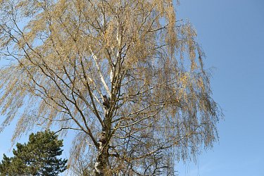 Obrázek č.120