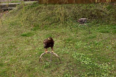 Obrázek č.40