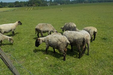Obrázek č.233