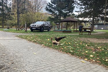 Obrázek č.29