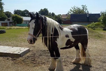 Obrázek č.50