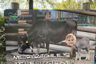 Obrázek č.50