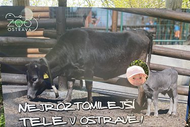 Obrázek č.43