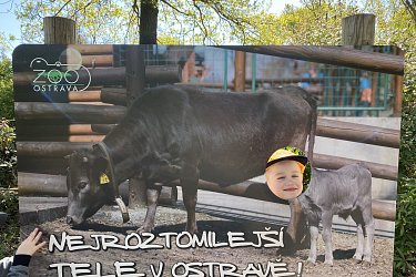 Obrázek č.46