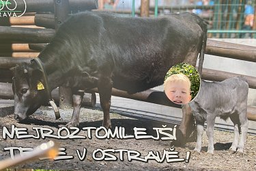 Obrázek č.49