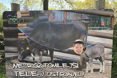 Obrázek č.59