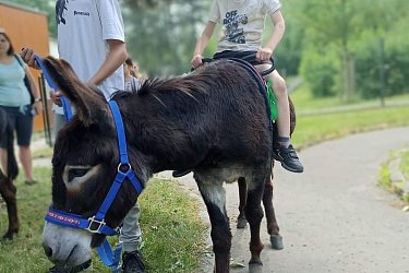 Obrázek č.146