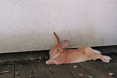 Obrázek č.24