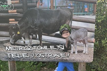 Obrázek č.28