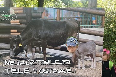 Obrázek č.27