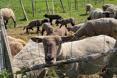 Obrázek č.6