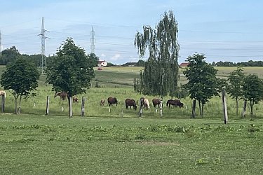 Obrázek č.31