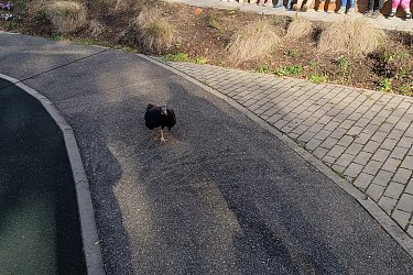 Obrázek č.41