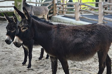 Obrázek č.280