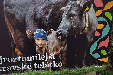 Obrázek č.176