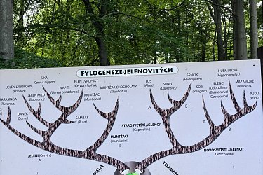 Obrázek č.84