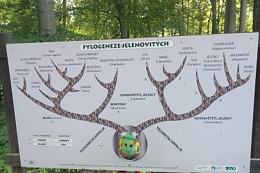 Obrázek č.360